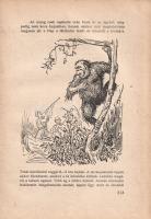 Honti Jenő: Bolyongások a természet birodalmában. Györgyfi György rajzaival.
Budapest, (1940). Szen...