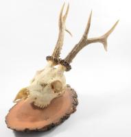 Trófea, sérült 45 cm