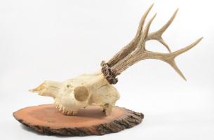 Trófea, sérült 45 cm