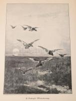 cca 1890-1910 Hatalmas vegyes művészi nyomat tétel, kb. 90 db. Különféle méretben, változó állapotba...