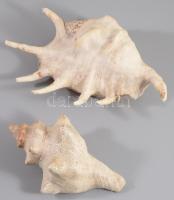 2 darab kagyló, h: 12-17 cm