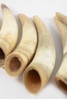 10 db klf méretű szarv