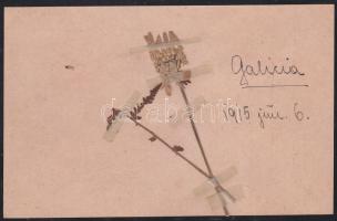 Real Galician flower greeting card