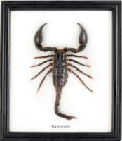 Preparált skorpió, keretben, 18x15 cm