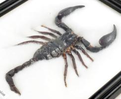 Preparált skorpió, keretben, 18x15 cm