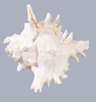 Tengeri csigaház, h: 16 cm