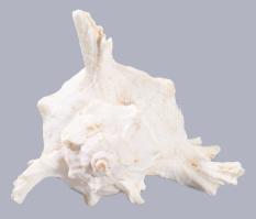 Tengeri csigaház, h: 16 cm