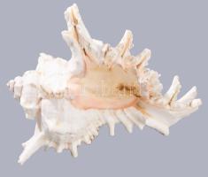 Tengeri csigaház, h: 16 cm