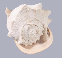 Nagyméretű tengeri csigaház, 18x14 cm