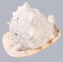 Nagyméretű tengeri csigaház, 18x14 cm