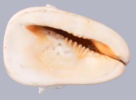 Nagyméretű tengeri csigaház, 18x14 cm