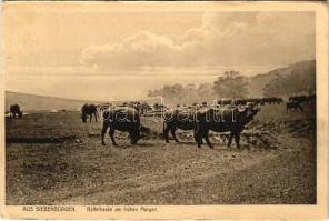 Aus Siebenbürgen, Büffelherde am frühen Morgen. Photogr. Atelier Greiner / bivalyok kora reggel / Transylvanian folklore, buffalos (r)
