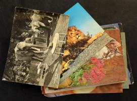 ÁLLATOK - 58 MODERN motívum képeslap és fotó, különböző méretben és vegyes minőségben / ANIMALS - 58 MODERN motive postcards and photos in mixed size and quality