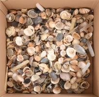 Nagyobb doboznyi vegyes kagyló tétel