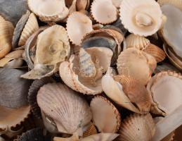 Nagyobb doboznyi vegyes kagyló tétel