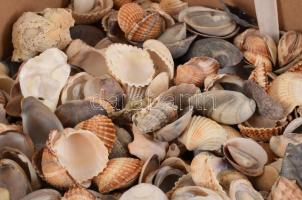 Nagyobb doboznyi vegyes kagyló tétel