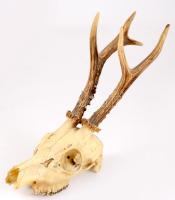 Őz trófea, h: 35 cm