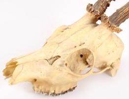 Őz trófea, h: 35 cm