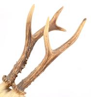 Őz trófea, h: 35 cm