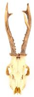 Őz trófea, h: 35 cm