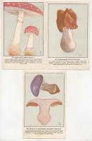 Magyar gombáskönyvek és képek. Szemere László szerkesztése - 5 db régi képeslap gombafajtákról, a szerkesztő és rajzoló Szemere László (1884-1974), mikológus és ornitológus saját kézzel írt üzeneteivel és aláírásával Hárskútról Pamukra küldve (jóval a lapok kiadása után feladva) / Hungarian mushrooms - 5 pre-1945 postcards with handwritten messages of the editor and illustrator László Szemere (1884-1974), mycologist and ornithologist, sent from Hárskút to Pamuk