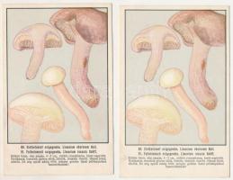 Magyar gombáskönyvek és képek. Szemere László szerkesztése - 5 db régi képeslap gombafajtákról, a sz...