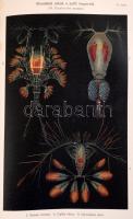 Keller Konrád: A tenger élete. Bp., 1897, Kir. M. Természettudományi Társulat, XV+699+5 p.+ X (kromo...