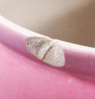 2 db antik fajansz komacsésze és kübli. a rózsaszín Zsolnay formaszámmal jelzett, sérült. d: 10 , 11...