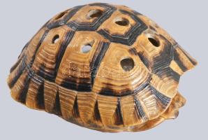 teknőcpáncél száraz virág váza 17 cm