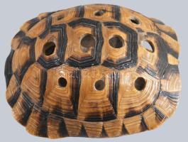 teknőcpáncél száraz virág váza 17 cm