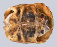 teknőcpáncél száraz virág váza 17 cm