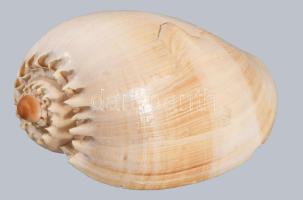 Nagy méretű tengeri csiga, kis csorbával. 15 cm