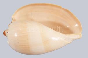 Nagy méretű tengeri csiga, kis csorbával. 15 cm