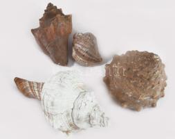 4 db klf méretű tengeri csiga, 13 cm ig