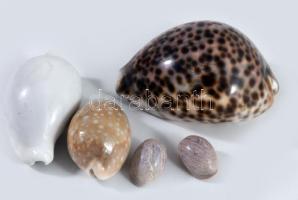 5 db klf méretű tengeri csiga, 12 cm ig
