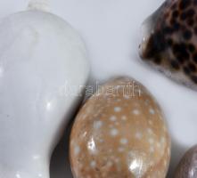 5 db klf méretű tengeri csiga, 12 cm ig