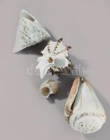 4 db klf méretű tengeri csiga, 12 cm ig