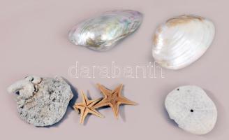 6 db klf méretű tengeri kagyló, csillag 12 cm ig