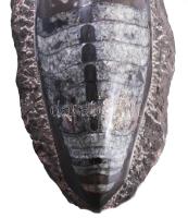 Nagyméretű polírozott fosszília, 25x12 cm