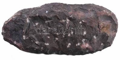 Nagyméretű polírozott fosszília, 25x12 cm