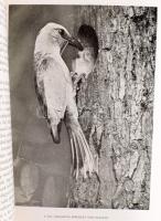 3 db könyv: Vertse Albert: Erdő-mező madarai. Ifj. Tildy Zoltán fényképeivel. Bp., 1956, Mezőgazdasá...