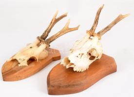 2 darab trófea, fa talpon, h: 33 cm alatt