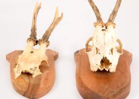 2 darab trófea, fa talpon, h: 33 cm alatt