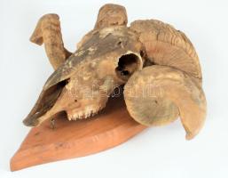 Racka kos trófea, cca 38x42 cm