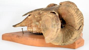 Racka kos trófea, cca 38x42 cm