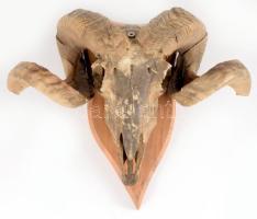 Racka kos trófea, cca 38x42 cm