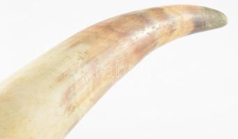 Szarv díszkürt, h: 18 cm