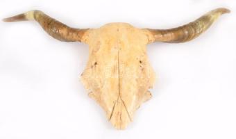 Szürkemarha trófea, cca 44x82 cm