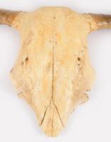 Szürkemarha trófea, cca 44x82 cm