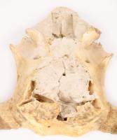 Szürkemarha trófea, cca 44x82 cm